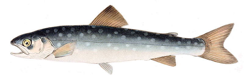 Whitespotted Char