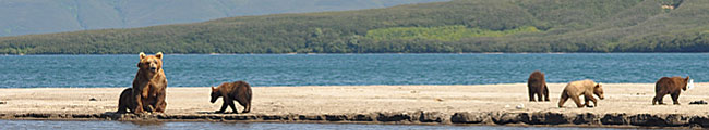 Kamtschatka Braunbären am Kurilensee